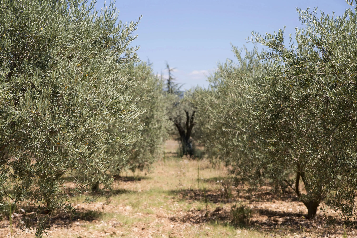 Olive Oil - Nature's Blends